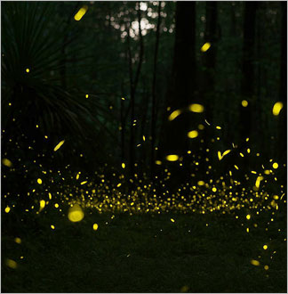 코타키나발루 동막골 반딧불투어 + 석식  