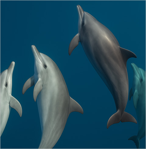 호주 시드니 야생 돌고래 크루즈 투어 + 사막 투어 + 식사