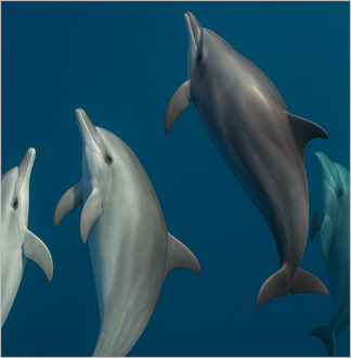 호주 시드니 야생 돌고래 크루즈 투어 + 사막 투어 + 식사