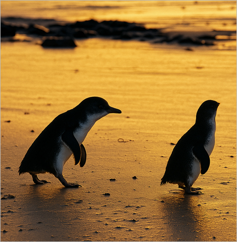 [멜버른 이색체험] 퍼핑빌리+필립아일랜드 펭귄 투어 야생 사파리     