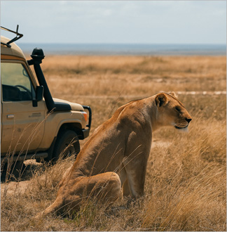 세렝게티 3박 4일 그룹 롯지사파리...