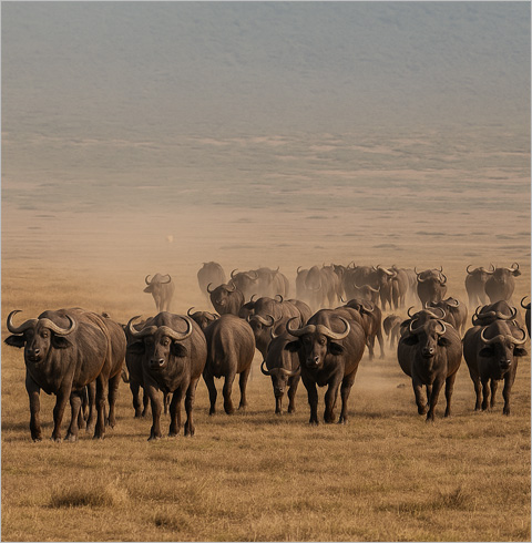 킬리만자로 마랑구루트 4박 5일 정상투어 